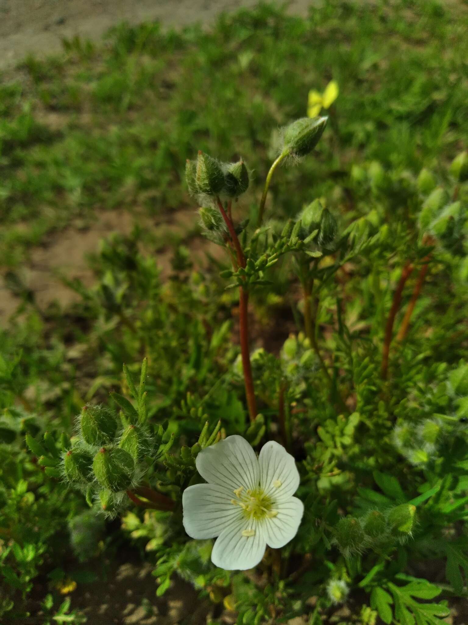 Image of white meadowfoam