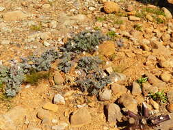 Sivun Dicentra formosa subsp. oregona (Eastw.) Munz kuva