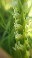 Image of Spiranthes stellata P. M. Br., Dueck & K. M. Cameron