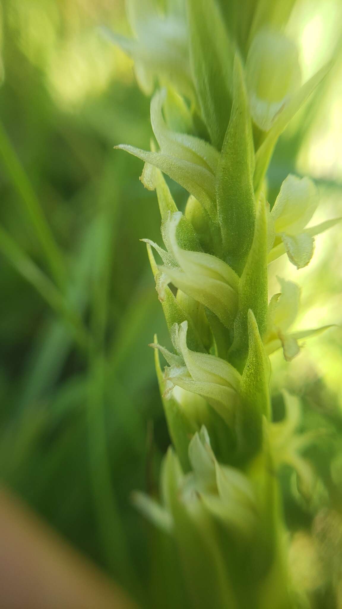 Spiranthes stellata P. M. Br., Dueck & K. M. Cameron resmi