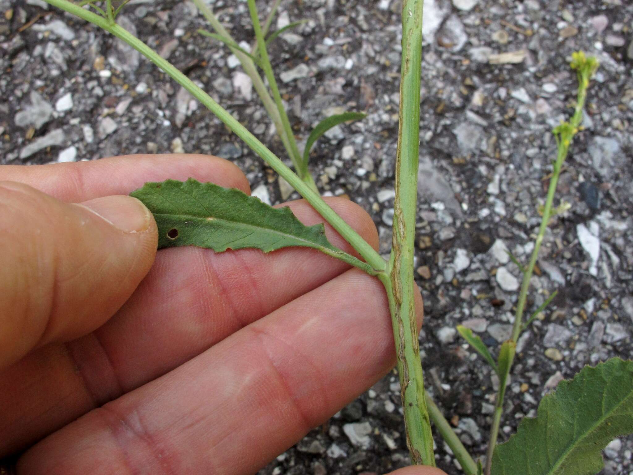 Image of Chinese mustard