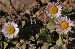 Image of seaside fleabane