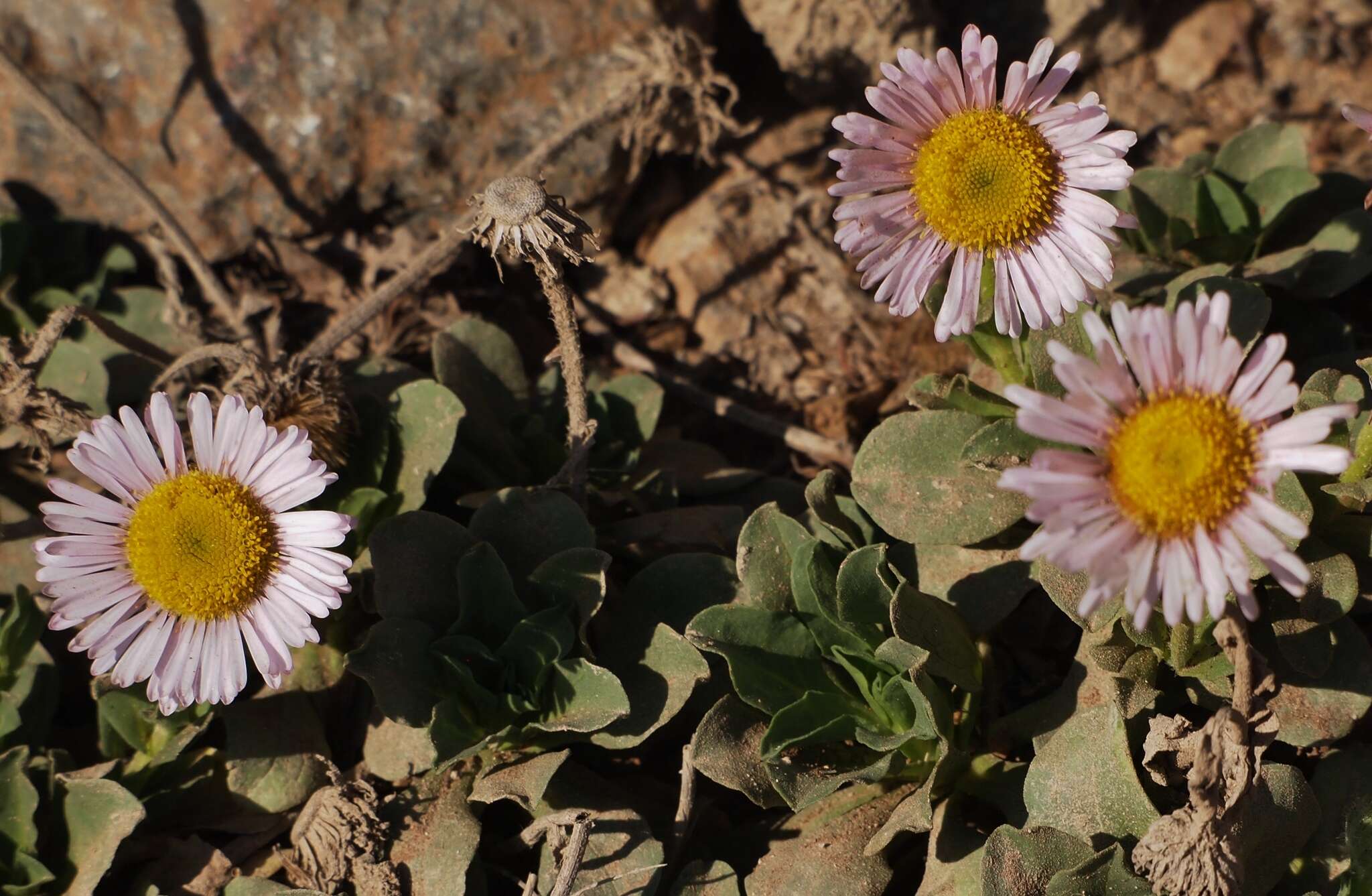 Image of seaside fleabane