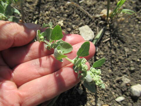 Plancia ëd Chenopodium prostratum Bunge ex Herder