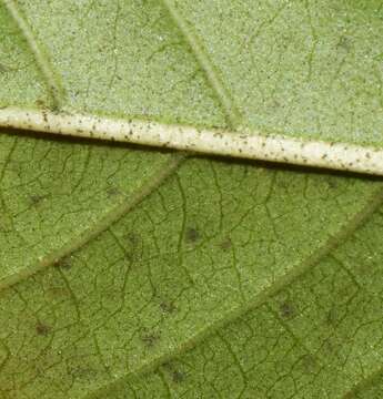 Sivun Ruellia foetida Humb. & Bonpl. ex Willd. kuva