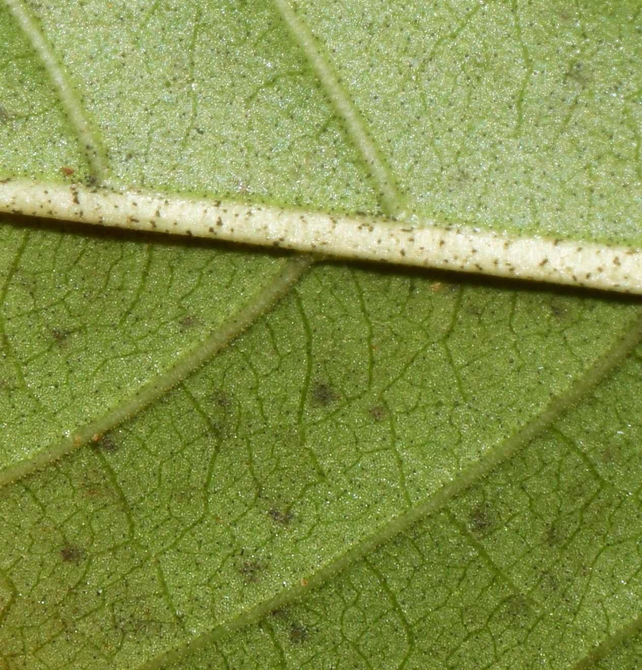 Sivun Ruellia foetida Humb. & Bonpl. ex Willd. kuva