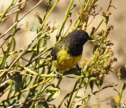 Spinus uropygialis (Sclater & PL 1862)的圖片