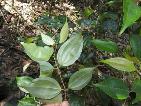 صورة Rhodamnia acuminata C. T. White