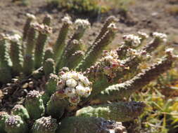 Euphorbia esculenta Marloth resmi