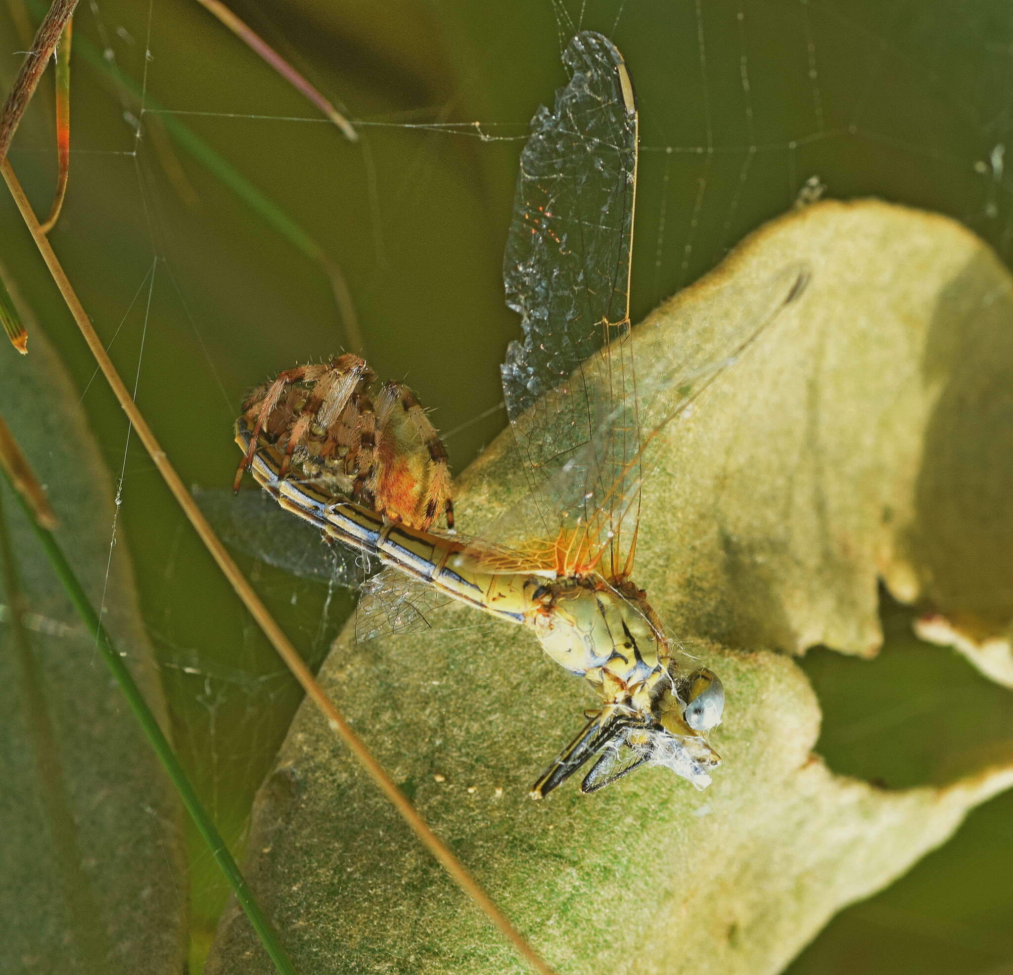 Image of Araneus quadratus Clerck 1757