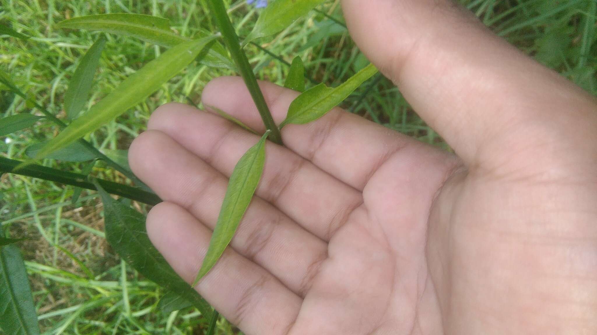 Image of Solanum amygdalifolium Steud.