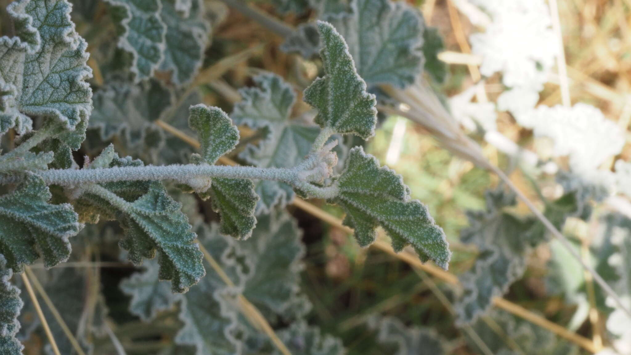 Sivun Sphaeralcea ambigua var. rugosa (Kearney) Kearney kuva