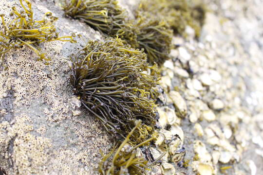 Image of Psilophycus alveatus (Turner) W. A. Nelson, Leister & Hommersand 2011