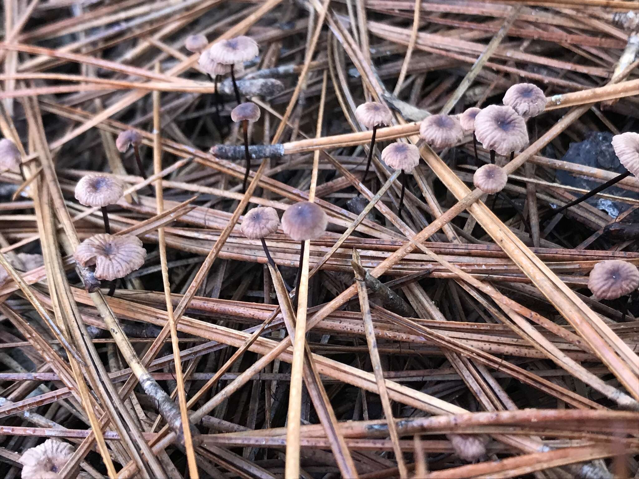 Image of Gymnopus androsaceus (L.) Della Maggiora & Trassin. 2014