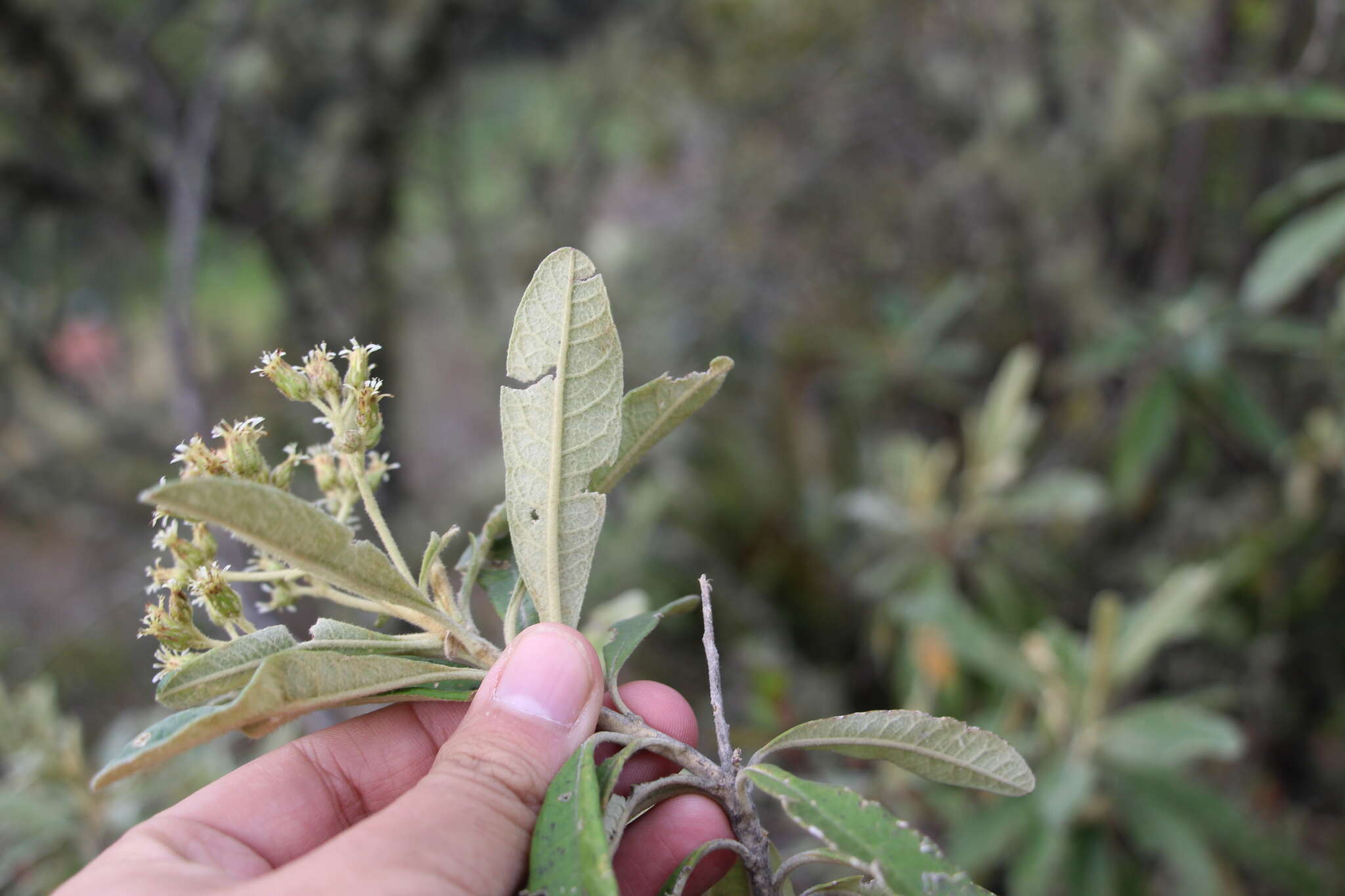 Image of Linochilus tenuifolius (Cuatrec.) Saldivia & O. M. Vargas