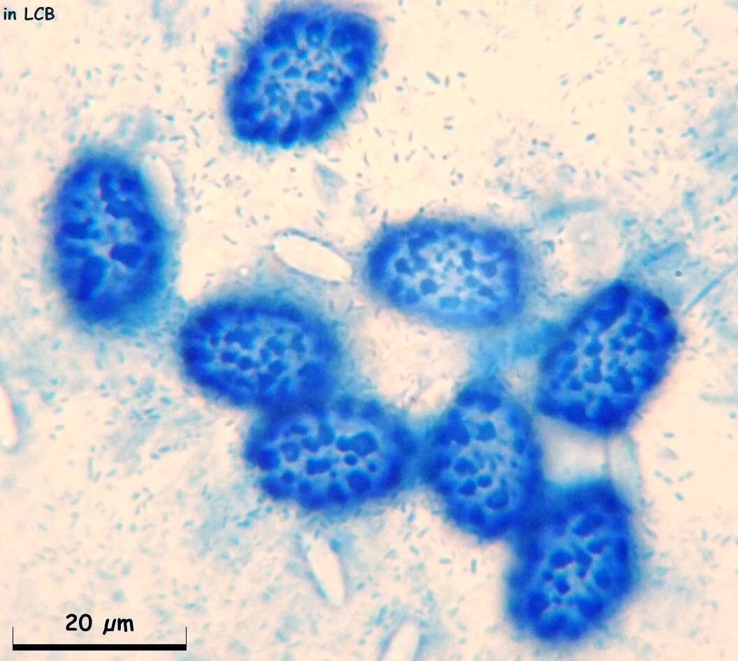 Scutellinia pennsylvanica (Seaver) Denison 1961 resmi