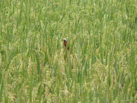 Image of White-capped Munia