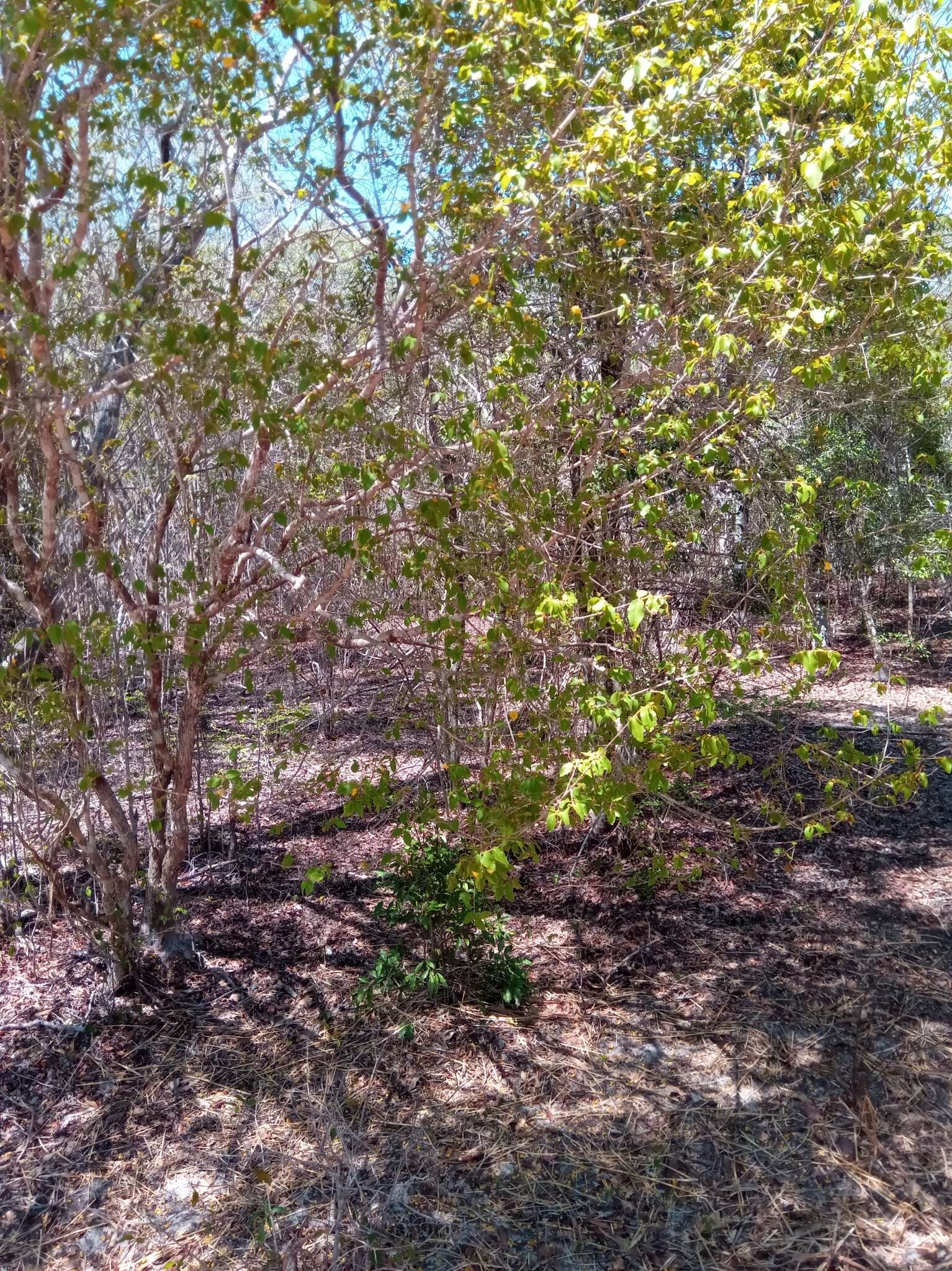 Image of Hugonia longipes H. Perrier