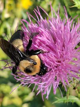 Слика од Bombus fraternus (Smith 1854)