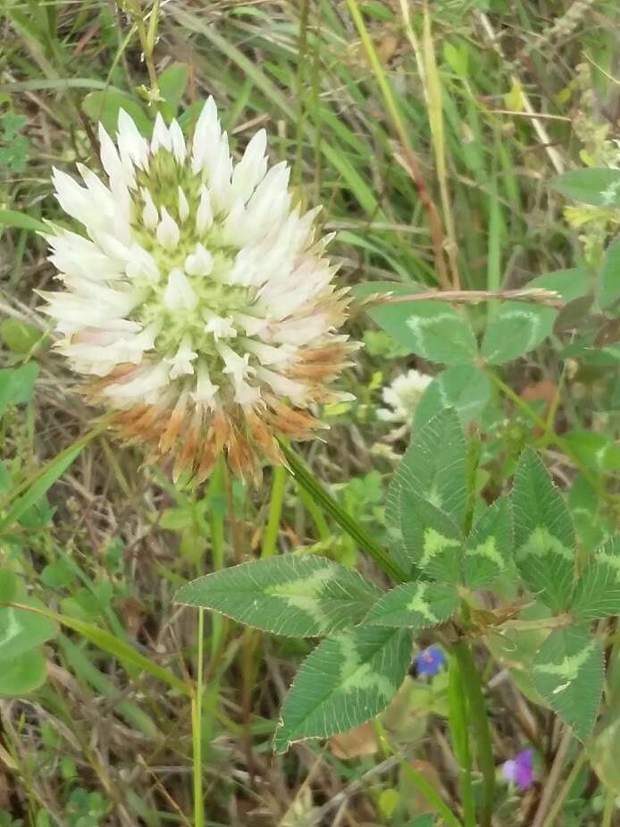 Image of arrowleaf clover