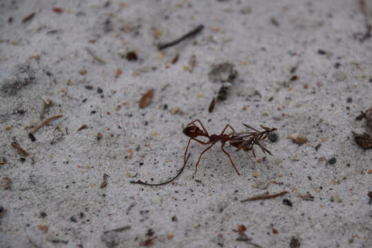 Image of Myrmecia gulosa (Fabricius 1775)