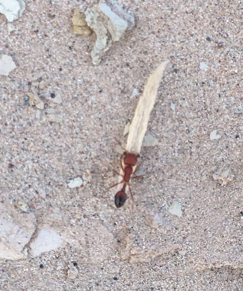 Pogonomyrmex californicus (Buckley 1867)的圖片