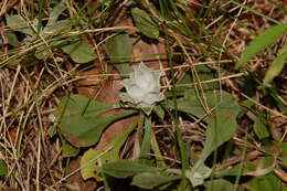 Imagem de Asphondylia antennariae (Wheeler 1889)