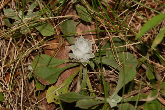 Image de Asphondylia antennariae (Wheeler 1889)