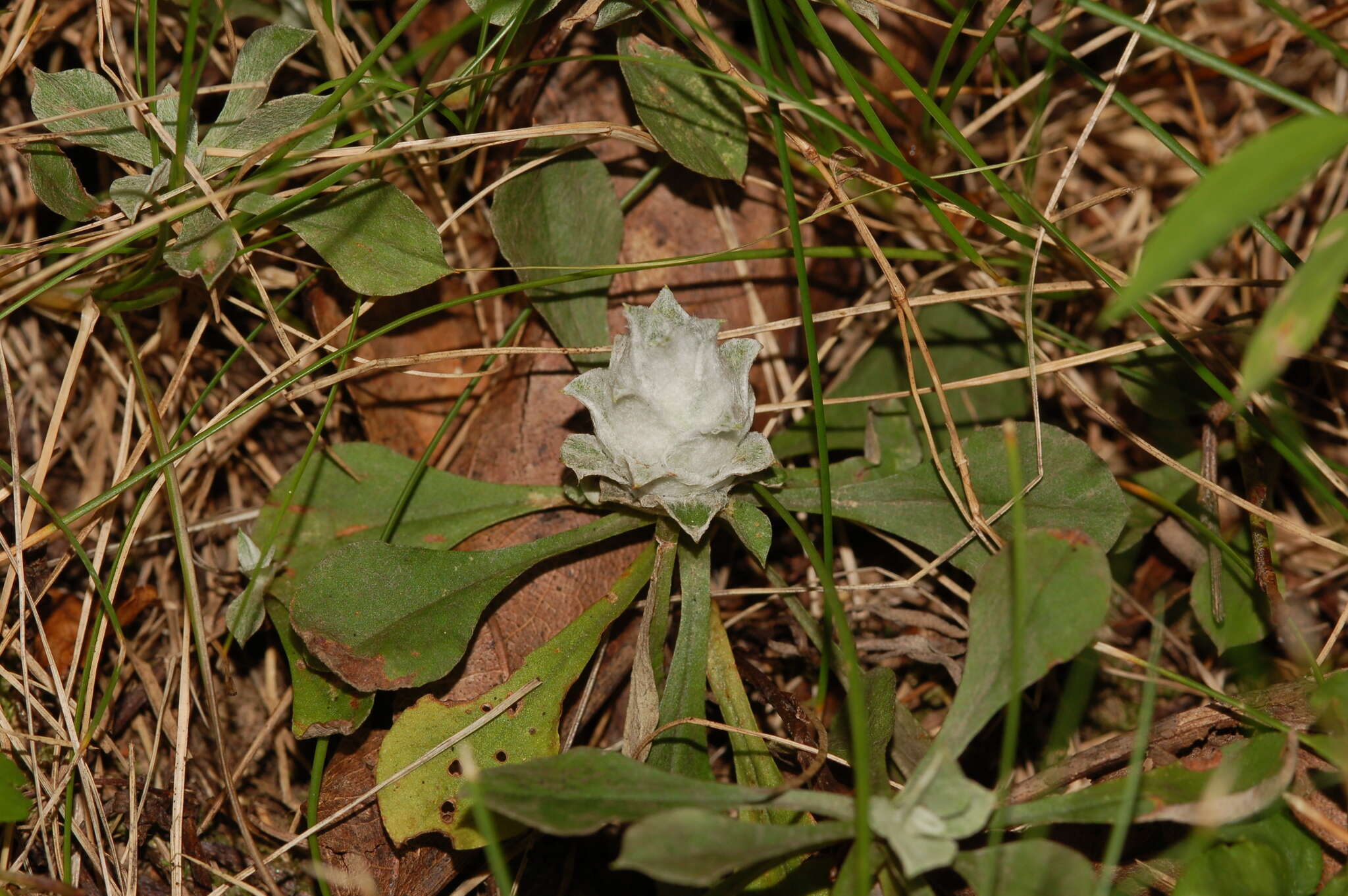 Image of Asphondylia antennariae (Wheeler 1889)