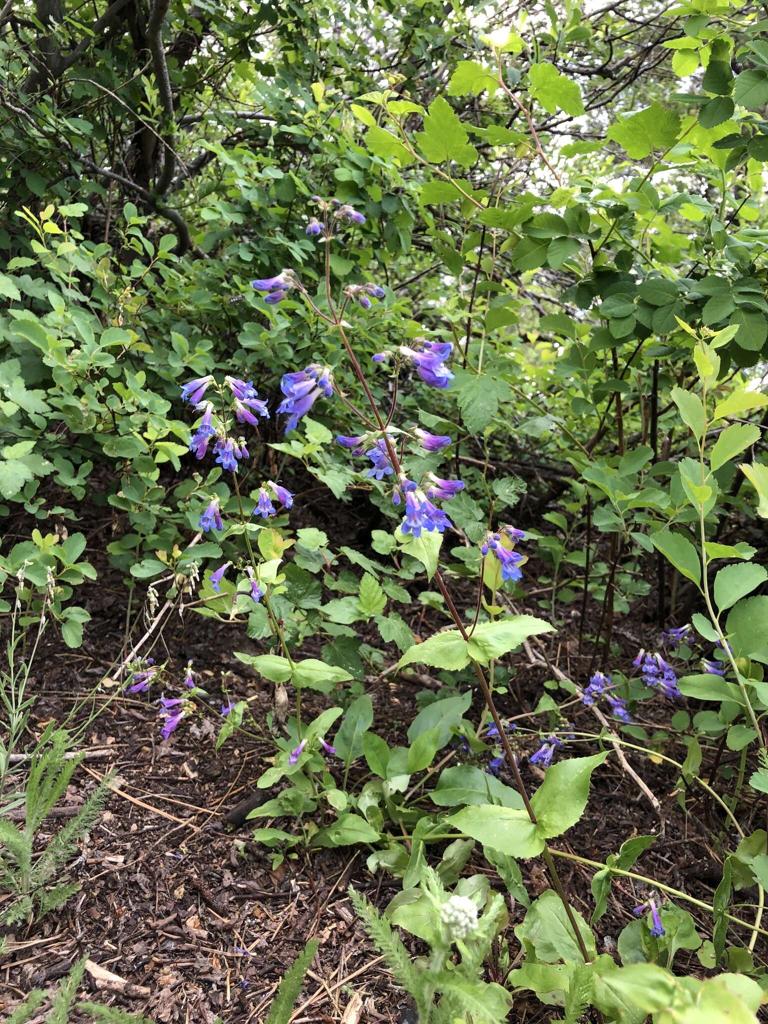 Image of sulphur penstemon