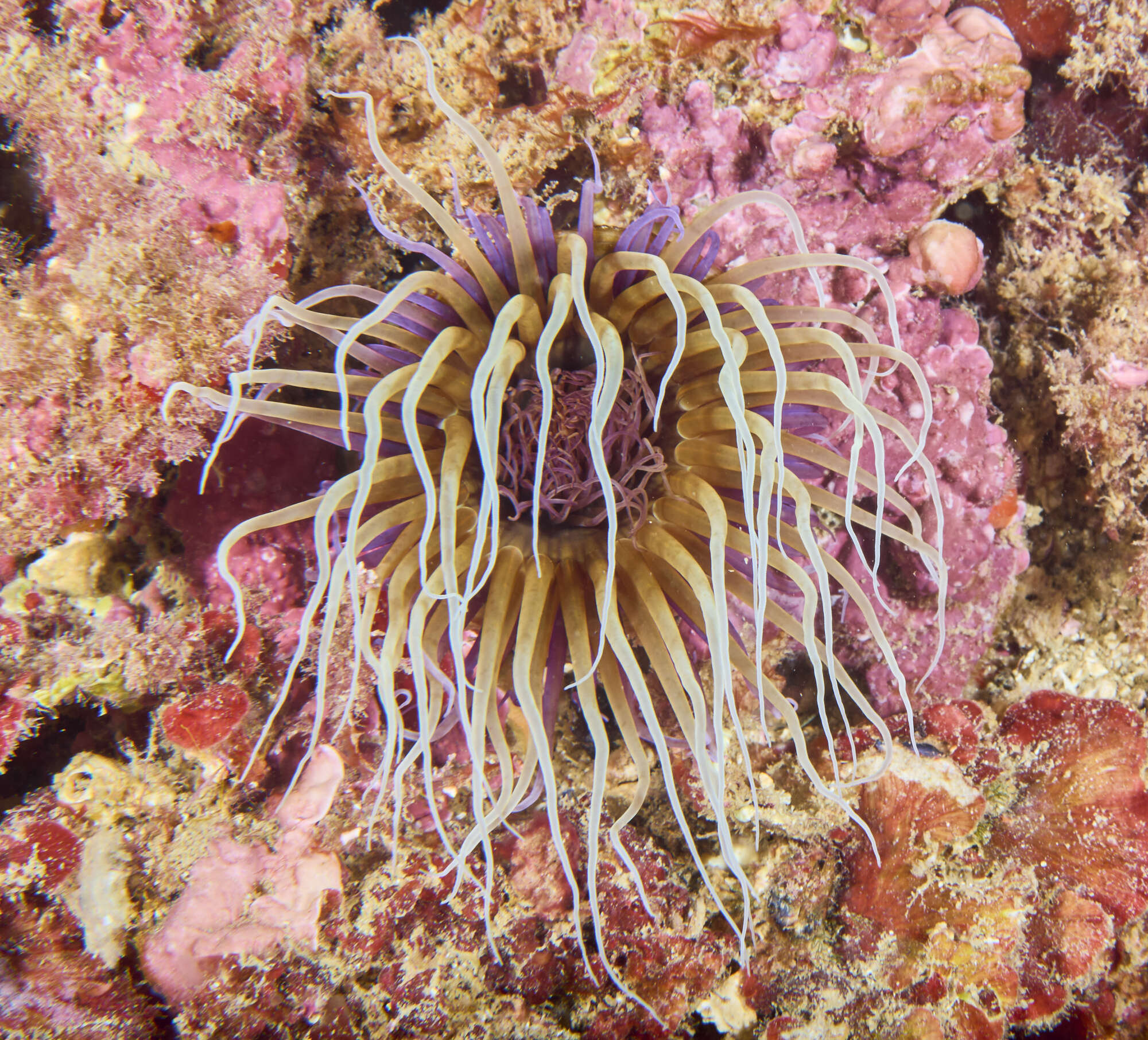 Image of Mediterranean cerianthid