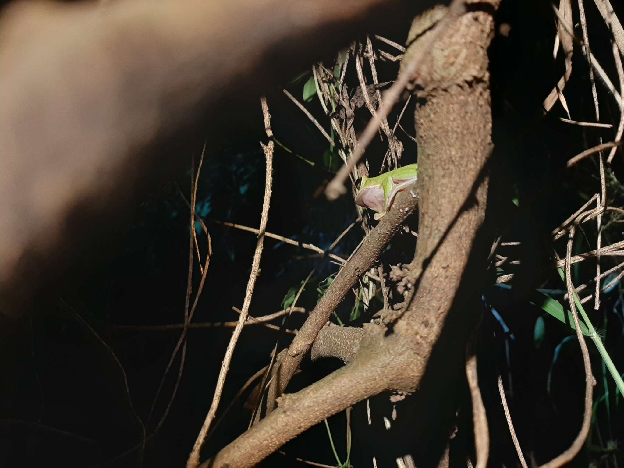 Image of Farmland green flying frog