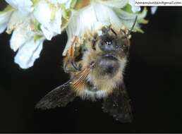 Image of Osmia excavata Alfken 1903