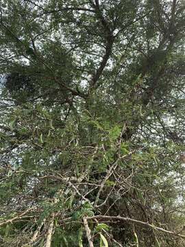 Image of Vachellia robusta subsp. clavigera (E. Mey.) Kyal. & Boatwr.