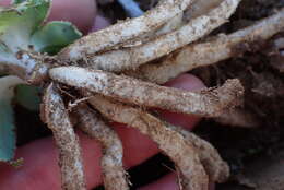 Image of Chlorophytum crispum (Thunb.) Baker