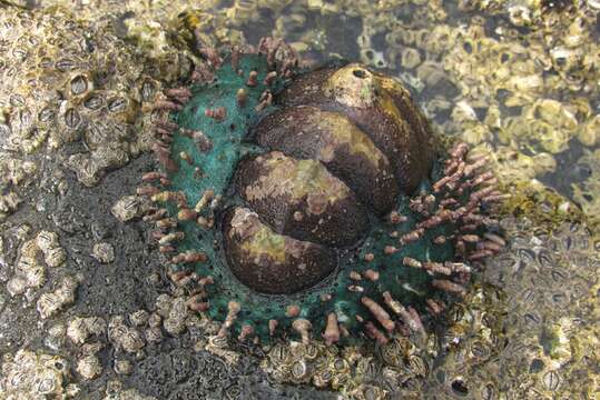 Image de Acanthopleura echinata (Barnes 1824)