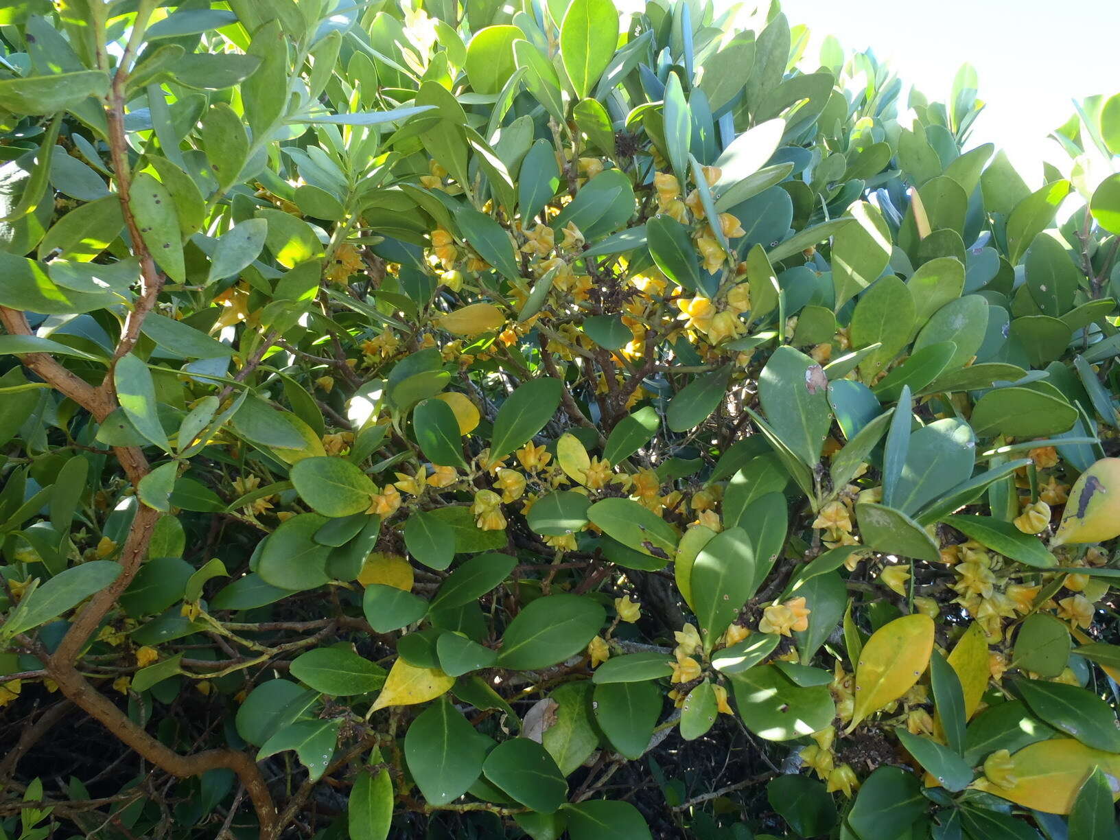 Plancia ëd Pterocelastrus tricuspidatus (Lam.) Walp.