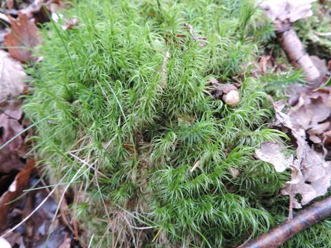 Image of dicranum moss