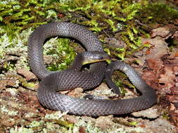 Image of Sierra Coalcoman Earth Snake