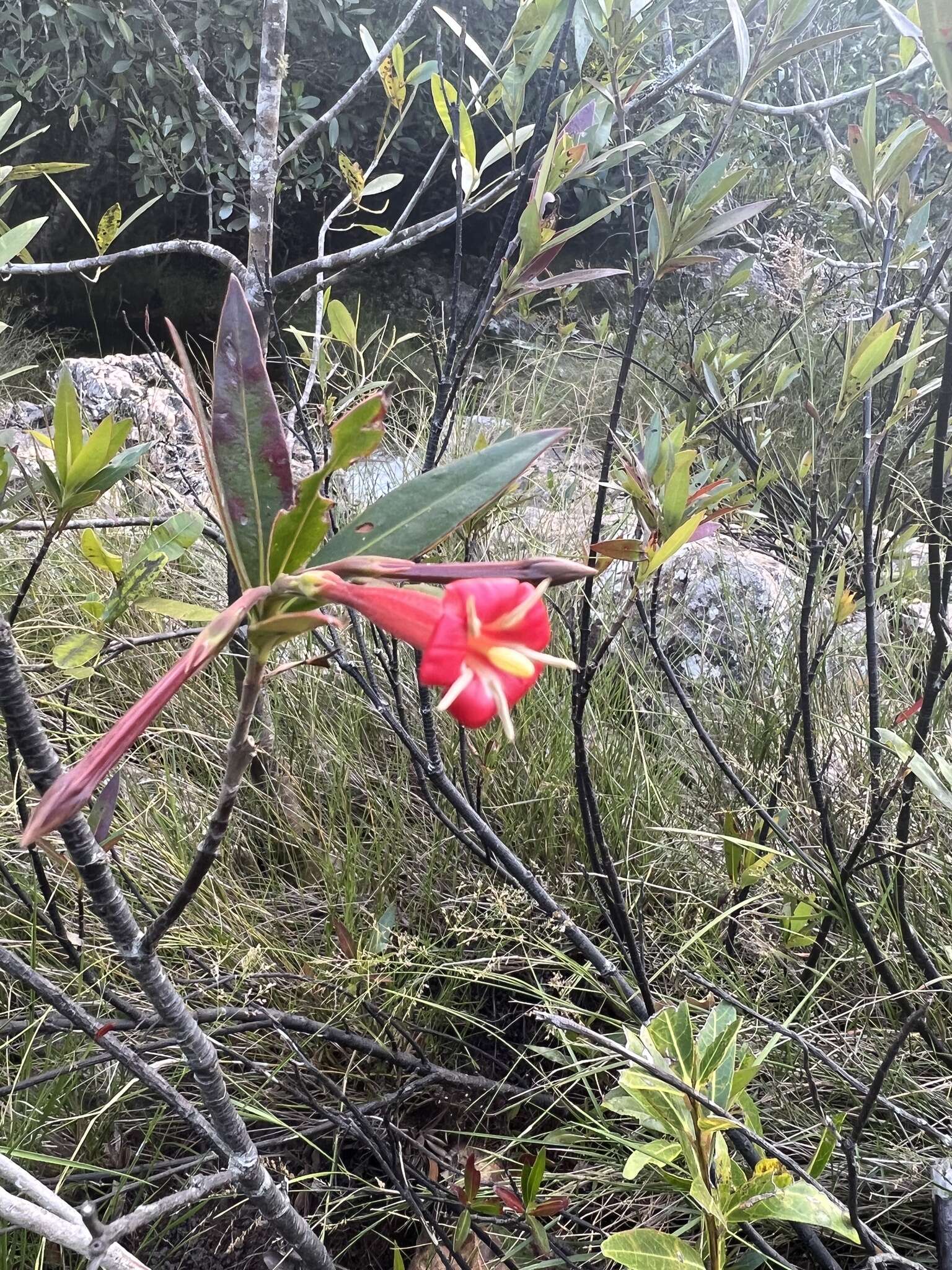 Image of Augusta longifolia (Spreng.) Rehder