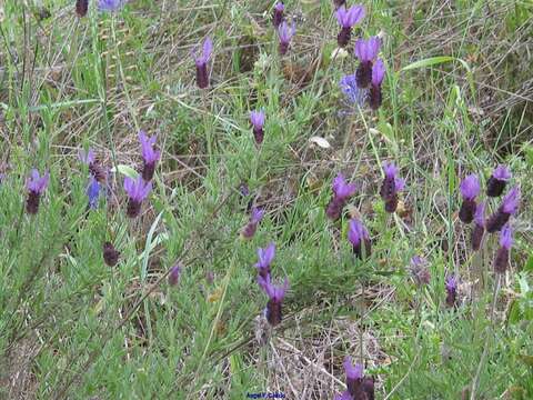 Image of Lavandula pedunculata subsp. sampaiana (Rozeira) Franco