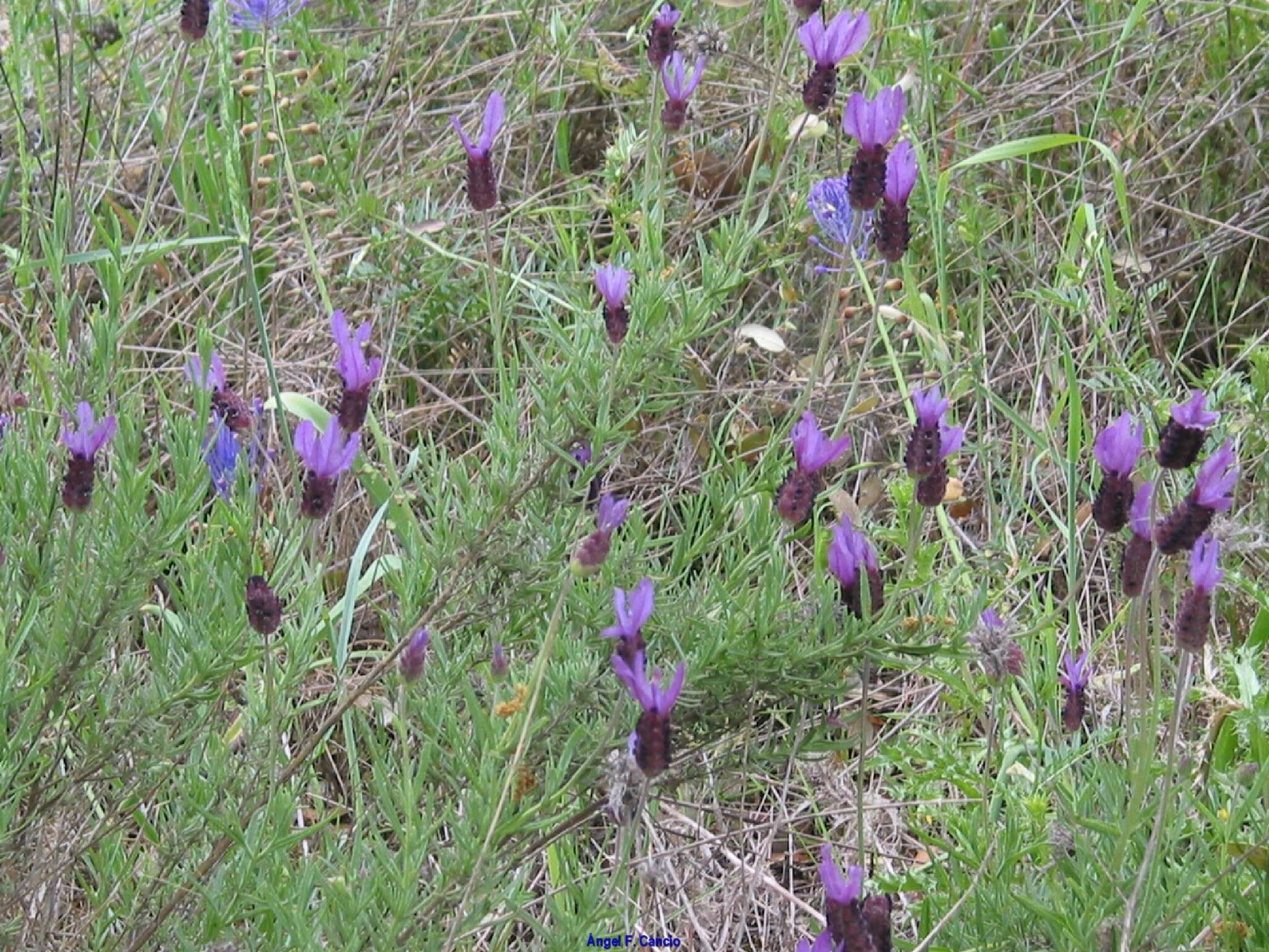 Image of Lavandula pedunculata subsp. sampaiana (Rozeira) Franco