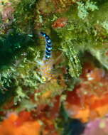 Image of Blue Dot Triplefin