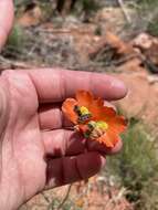 Image of Acmaeodera bowditchi Fall 1901