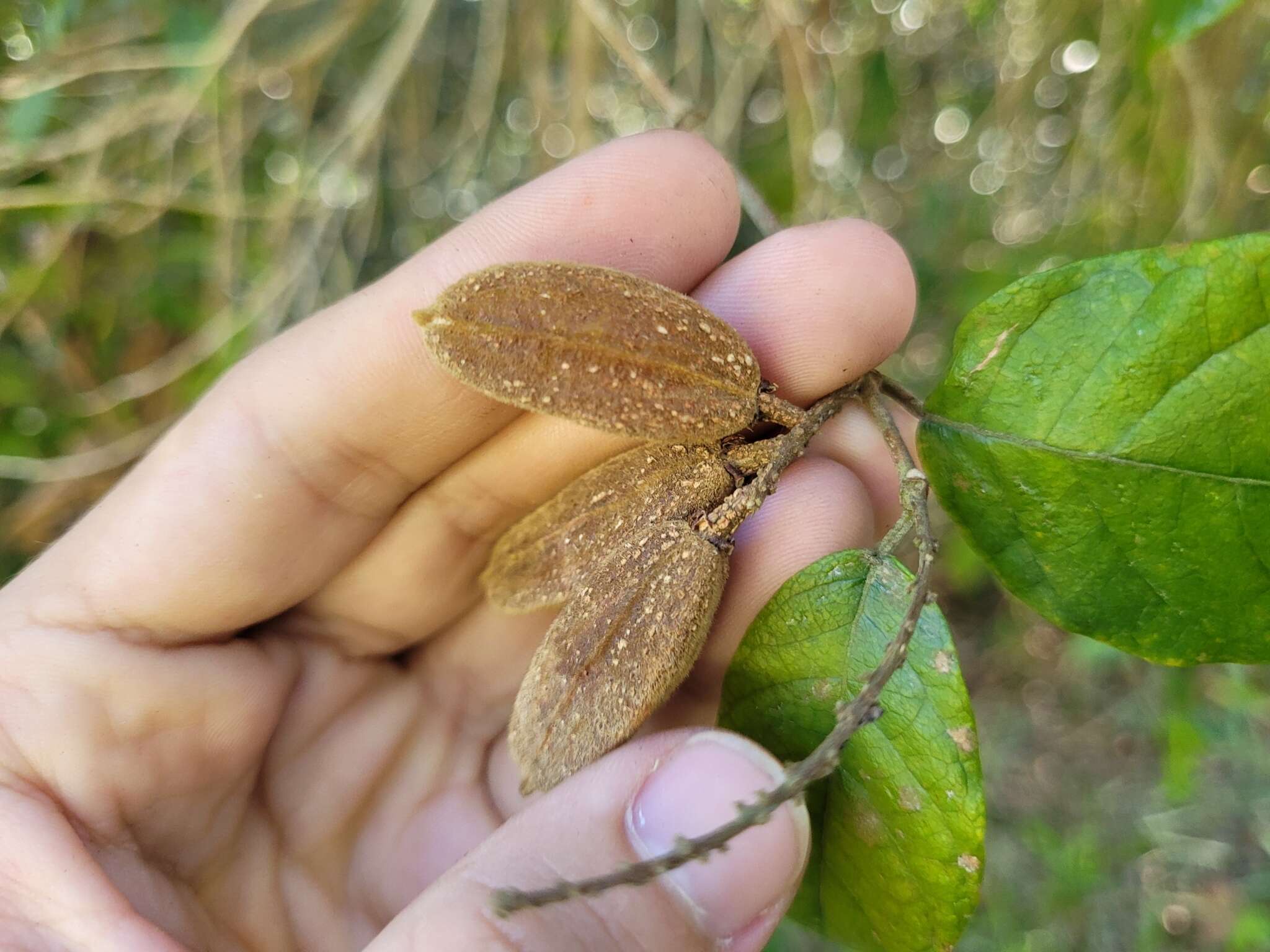 Image of Trigonia nivea Cambess.