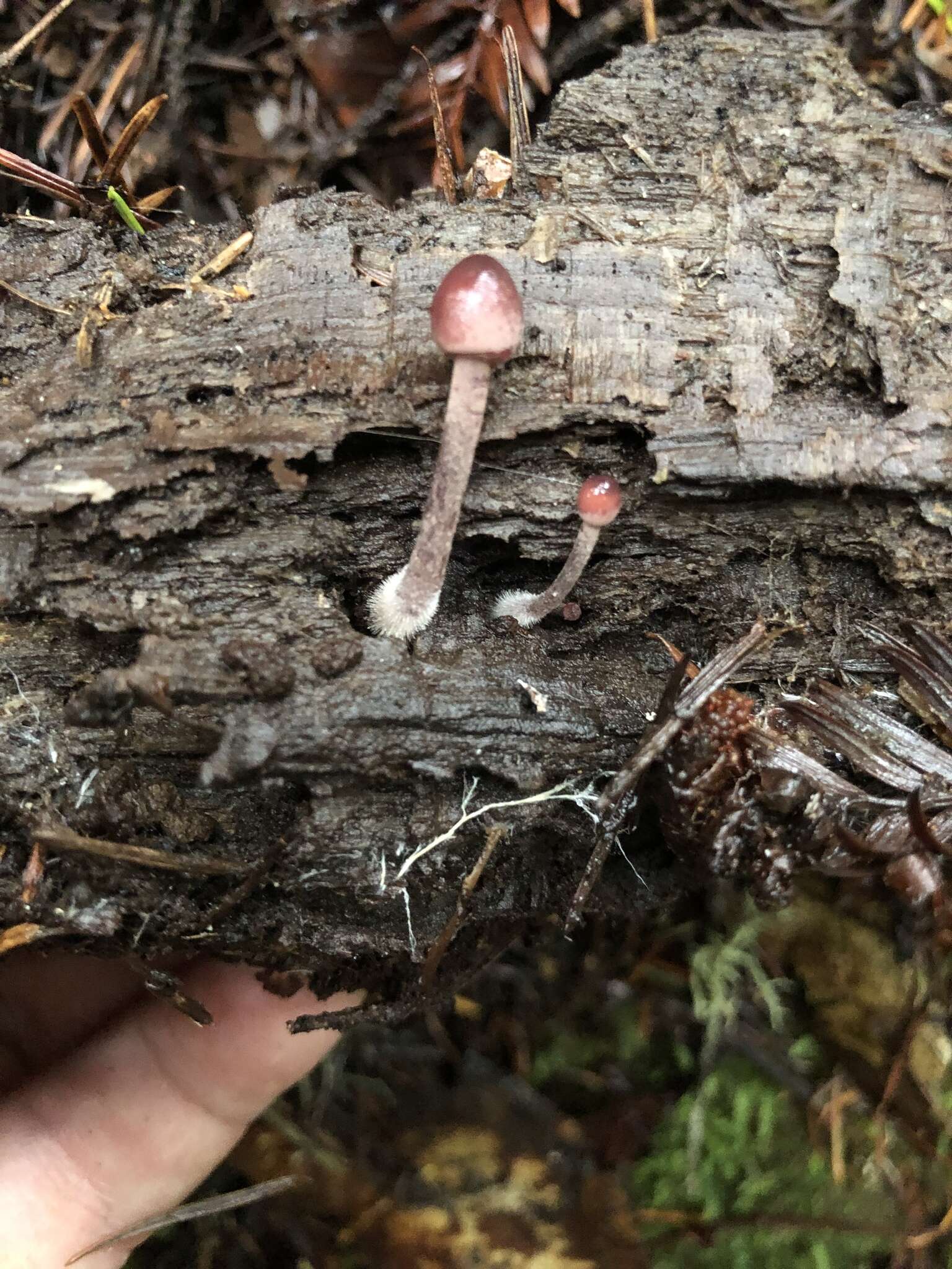 Mycena purpureofusca (Peck) Sacc. 1887 resmi