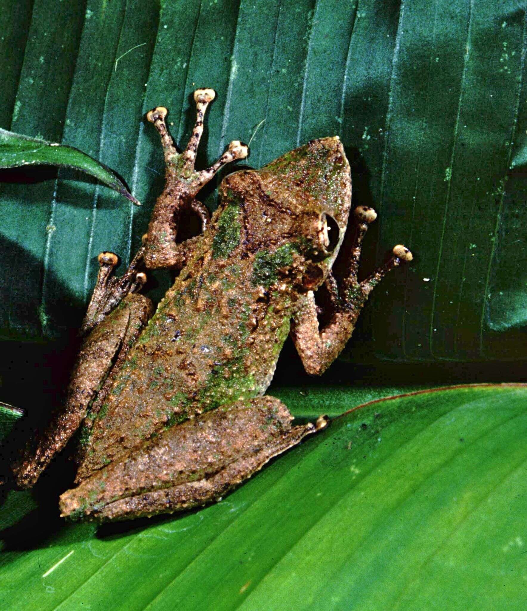 Scinax garbei (Miranda-Ribeiro 1926)的圖片