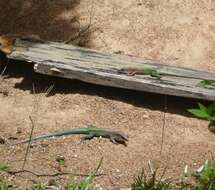 Image of Amazon Racerunner