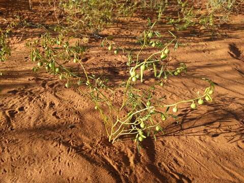 Image of sand reverchonia