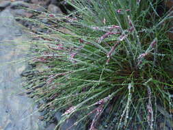 Image of Tufted Hair-grass